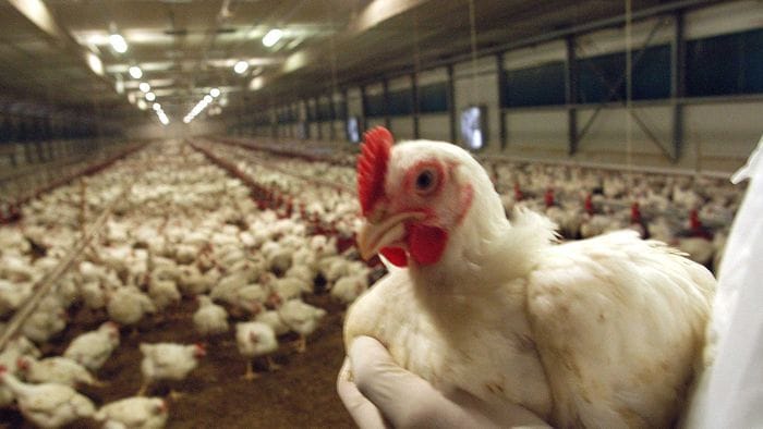 Aviaria, virus a Fontanella. Prevenzione in 34 Comuni