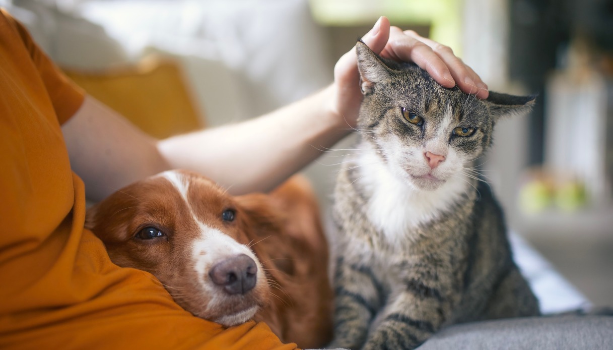 Il cibo di cani e gatti costerà meno, taglio dell'Iva dal 2026