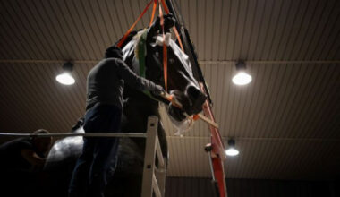 Il ritorno del Cavallo colossale