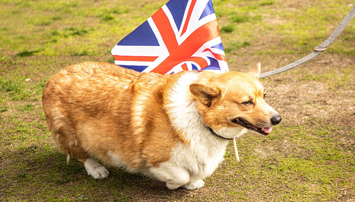 Re Carlo caccia Andrea di casa, che fine fanno i corgi della Regina Elisabetta