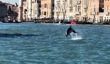 Venezia, delfino avvistato in Laguna. Gli esperti: Non avvicinatevi