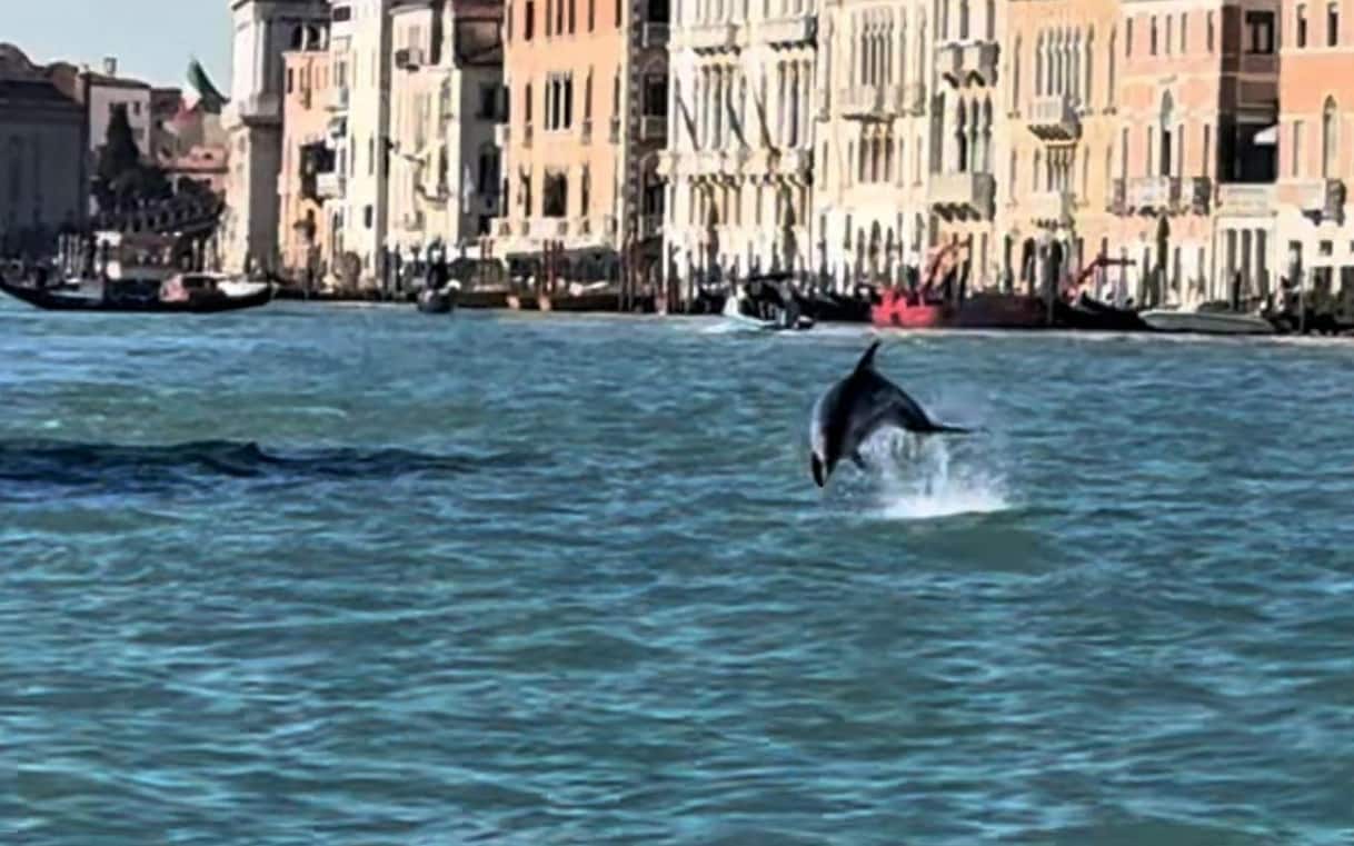 Venezia, delfino avvistato in Laguna. Gli esperti: Non avvicinatevi