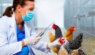 Olgiate Olona, nessun rischio per la popolazione dopo i casi di influenza aviaria