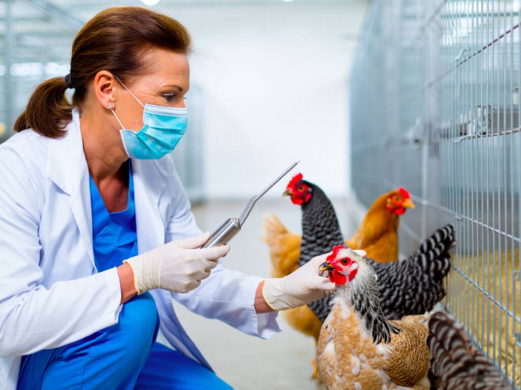 Olgiate Olona, nessun rischio per la popolazione dopo i casi di influenza aviaria