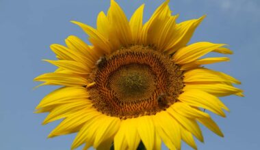La protesta dei girasoli a Milano, in ricordo di Alessandro Meszley: fiore strappato e la reazione