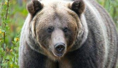 Orso attacca studenti in gita, un morto e 11 feriti