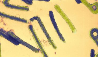 Febbre emorragica di Marburg, caso sospetto ad Asti: cos'è e quali sono i sintomi