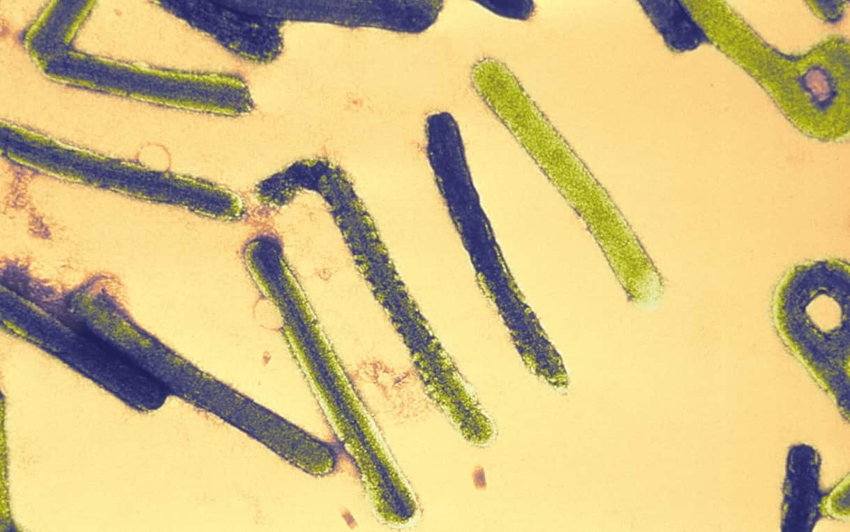 Febbre emorragica di Marburg, caso sospetto ad Asti: cos'è e quali sono i sintomi