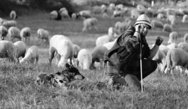 ad Azzate il racconto della vita da pastore