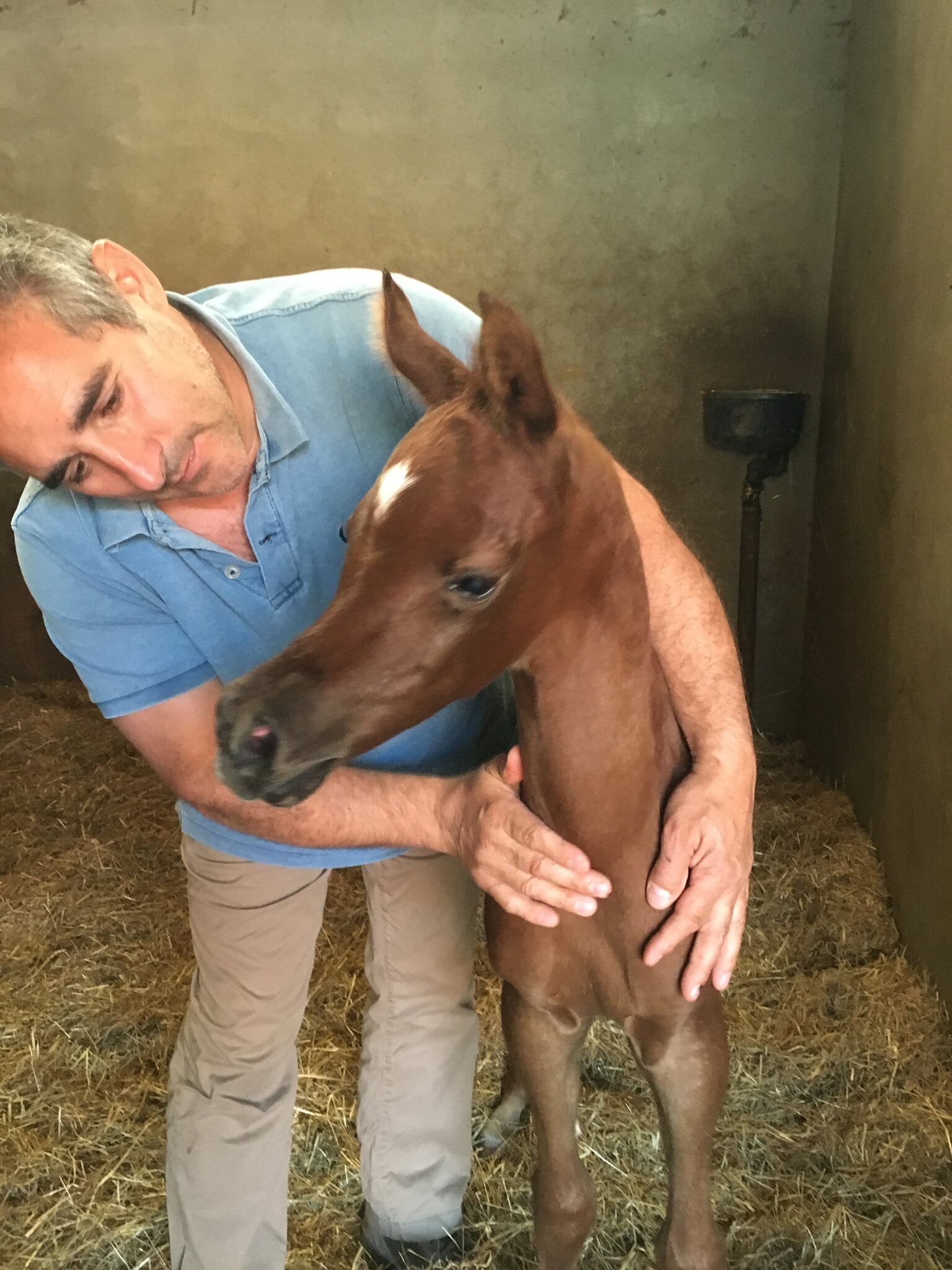 Oscar Angioletti, cavalli