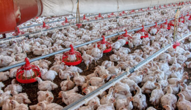 Il 90% dei petti di pollo Conad, Coop ed Esselunga presenta segni di crescita accelerata