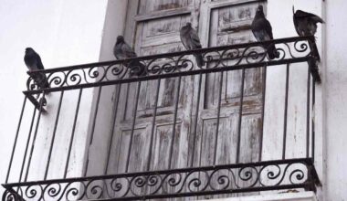 Dei piccioni sul balcone di un appartamento