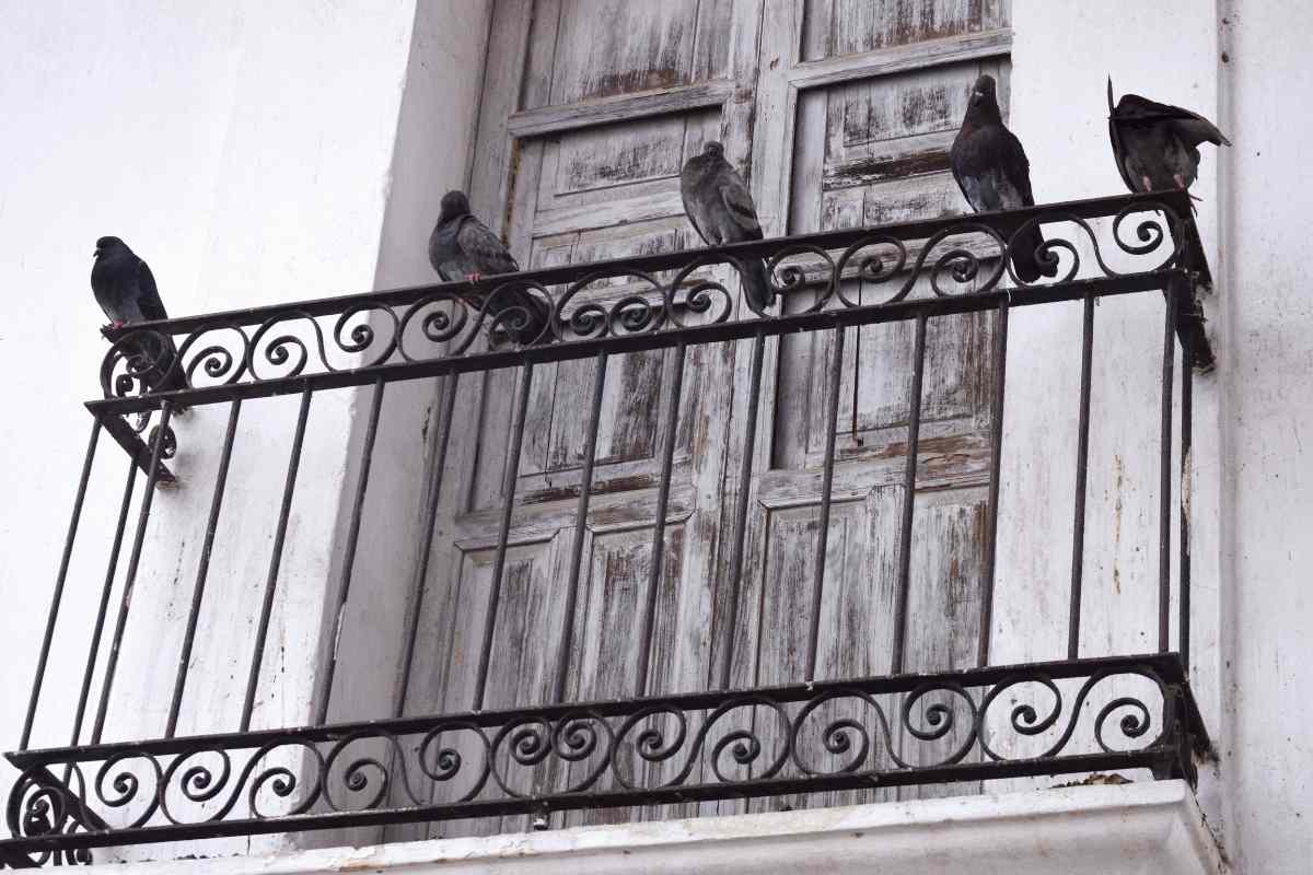 Dei piccioni sul balcone di un appartamento
