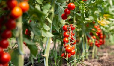 Pericolo salmonella nei pomodorini siciliani? Come stanno realmente le cose
