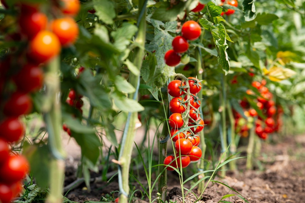 Pericolo salmonella nei pomodorini siciliani? Come stanno realmente le cose