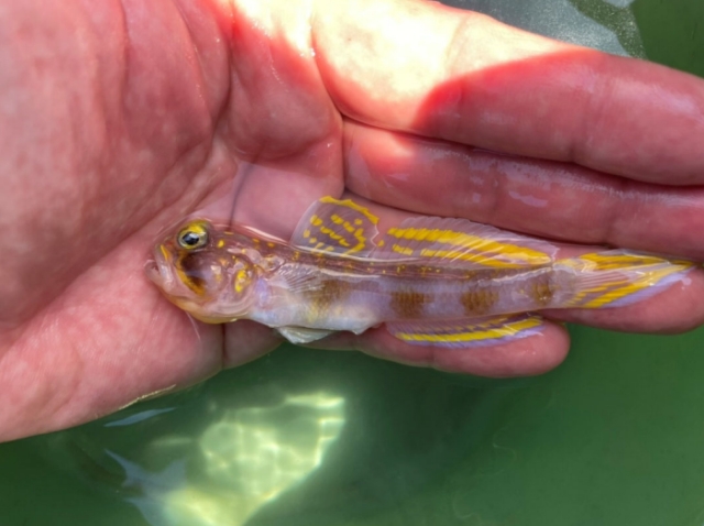 Vanderhorstia supersaiyan