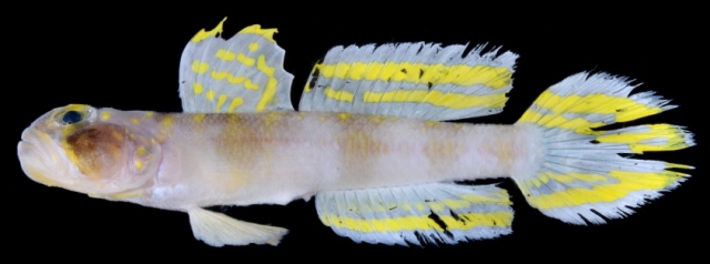 Vanderhorstia supersaiyan