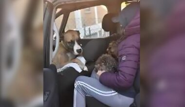 Caduta in rovina col gioco d’azzardo e sfrattata, deve lasciare anche l’auto dove vive con i suoi 3 cani