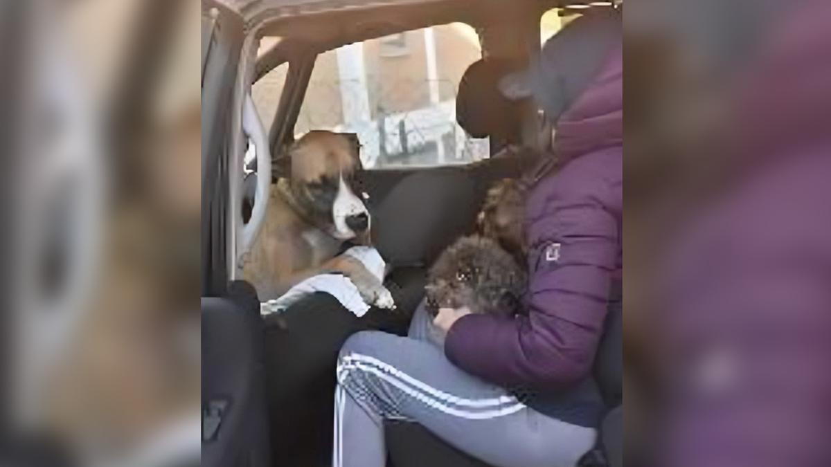 Caduta in rovina col gioco d’azzardo e sfrattata, deve lasciare anche l’auto dove vive con i suoi 3 cani