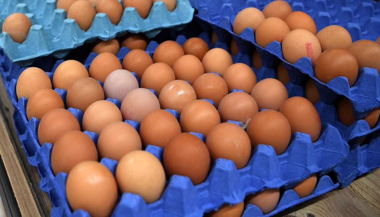 Maxi richiamo di uova per rischio salmonella: i lotti ritirati