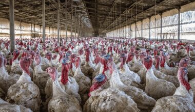 Crema News - Casale Cremasco