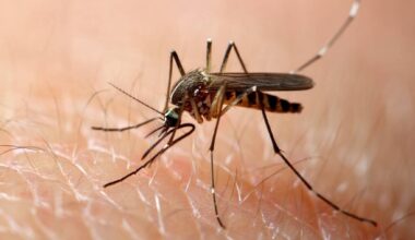 “Mio padre vivo dopo il virus West Nile, grazie ai medici di Busto Arsizio che lo hanno salvato“