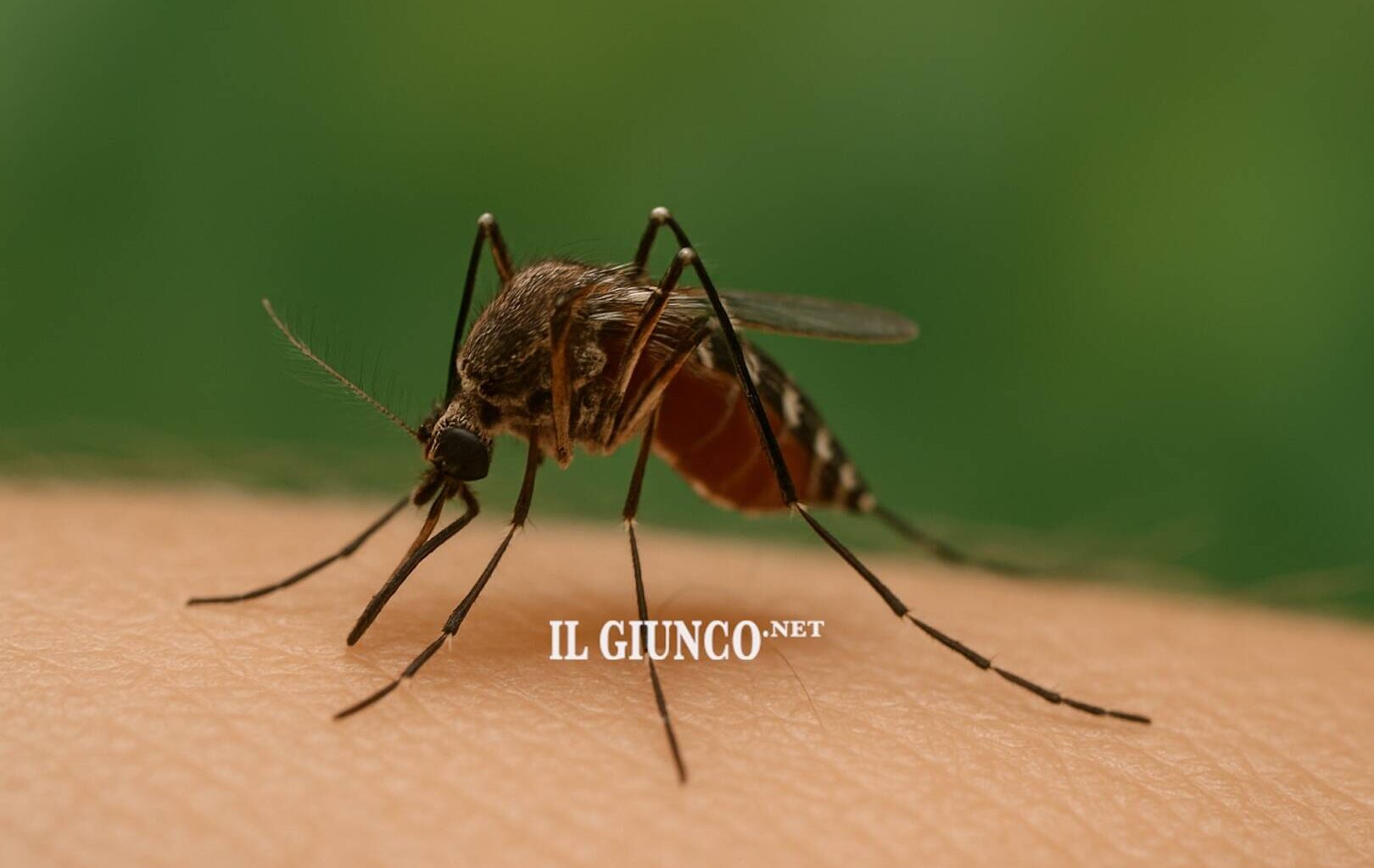 Scatta l'allarme per il virus Chikungunya in città: al via la disinfestazione