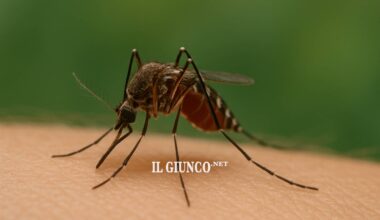 Scatta l'allarme per il virus Chikungunya in città: al via la disinfestazione