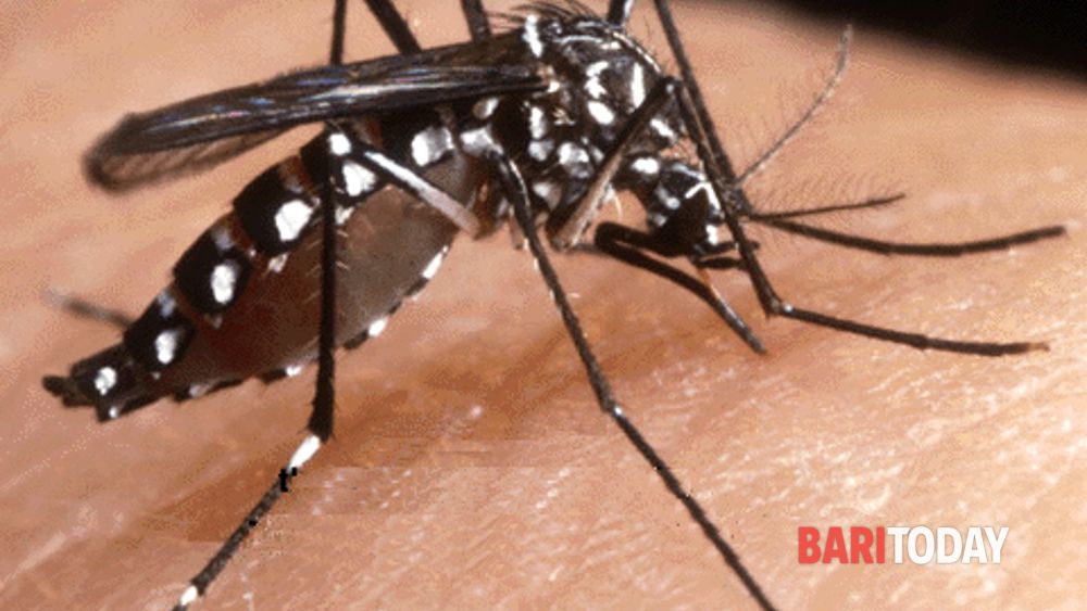 Virus Chikungunya, l'Asl Bari: "Scoperti due casi"