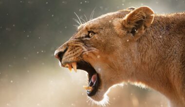 Brasile, si cala nella gabbia di una leonessa e viene sbranato