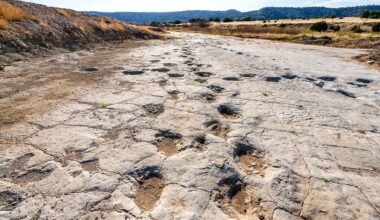 Migliaia di orme di dinosauri scoperte nel Parco dello Stelvio