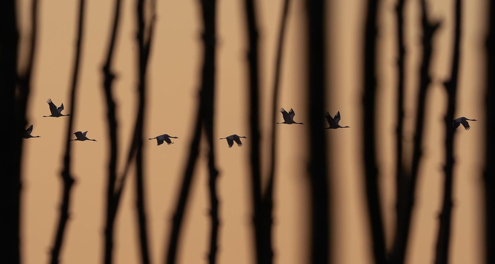 Le gru in volo fra i pioppi sul lungo Po: premio allo scatto del prof di Tortona