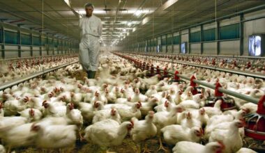 sono 340mila (circa) i c...