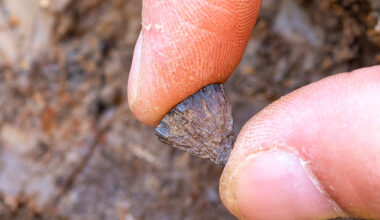 Una nuova prova della domesticazione del fuoco è molto più antica della precedente