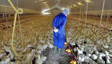 Aviaria nel Mantovano, sedici focolai e oltre 700mila capi abbattuti: Ats i...