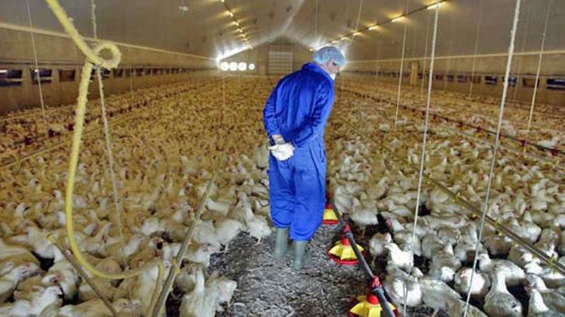 Aviaria nel Mantovano, sedici focolai e oltre 700mila capi abbattuti: Ats i...