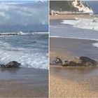 Foca monaca sulla spiaggia di Numana