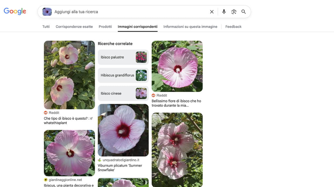 Fase 6 - Sfogliare le immagini corrispondenti che Google mostra in funzione della ricerca per immagine svolta