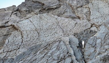 Scoperte migliaia di orme di dinosauri nel Parco dello Stelvio - la Repubblica