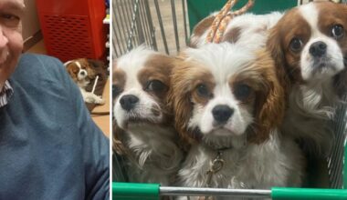 Enrico Mentana e i cani nel carrello. Perché portarli al supermercato non è una cosa sbagliata, anzi