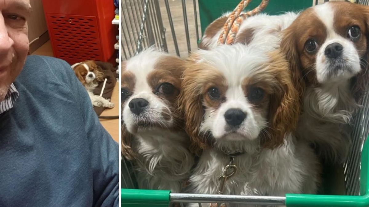 Enrico Mentana e i cani nel carrello. Perché portarli al supermercato non è una cosa sbagliata, anzi