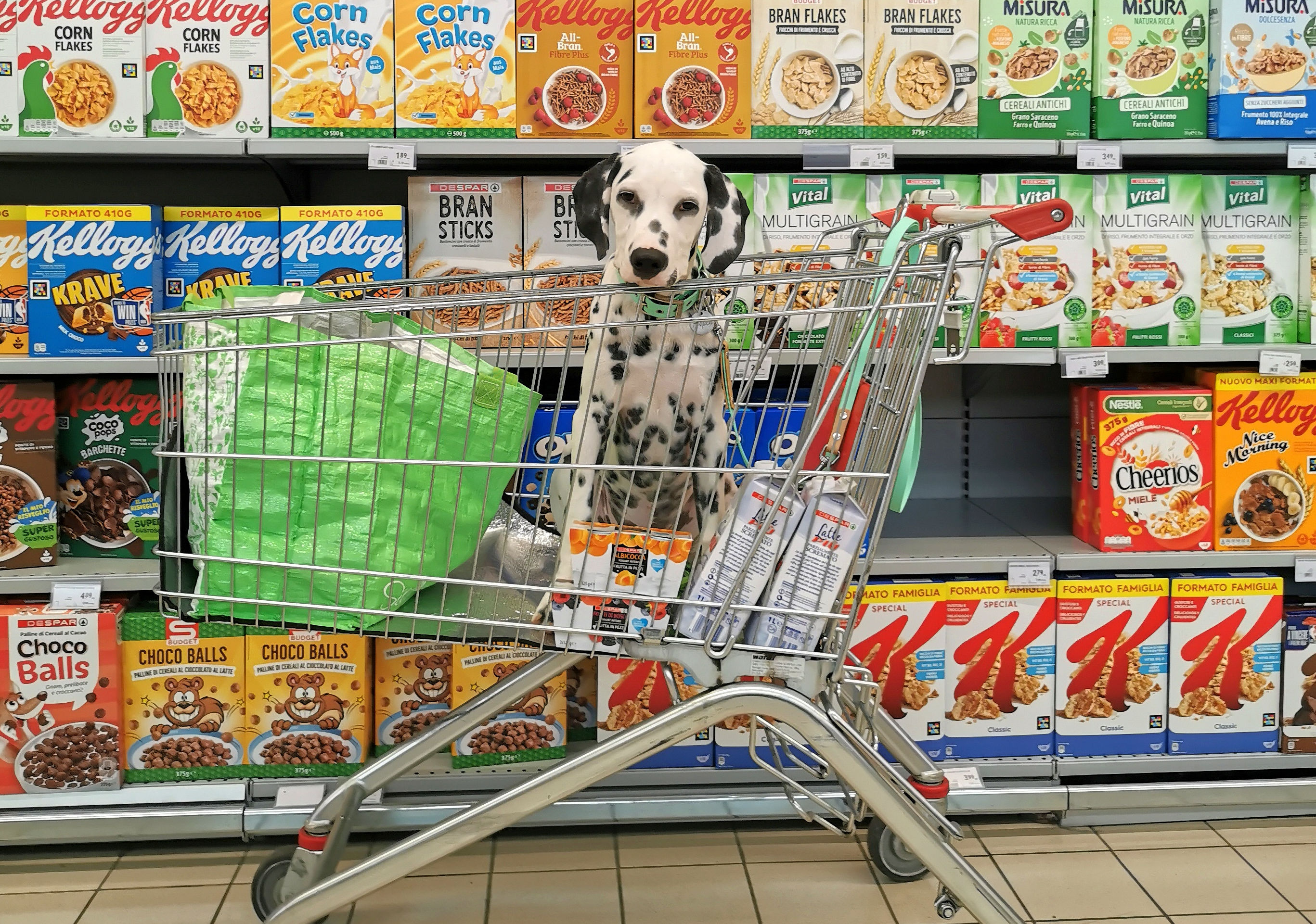 Enrico Mentana e i cani nel carrello. Perché portarli al supermercato non è una cosa sbagliata, anzi