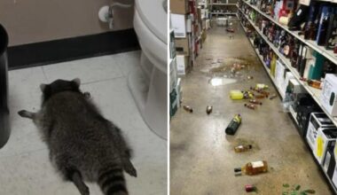 Il procione entra di notte nel negozio di liquori e si ubriaca. Trovato svenuto nel bagno. Ma ora sta bene