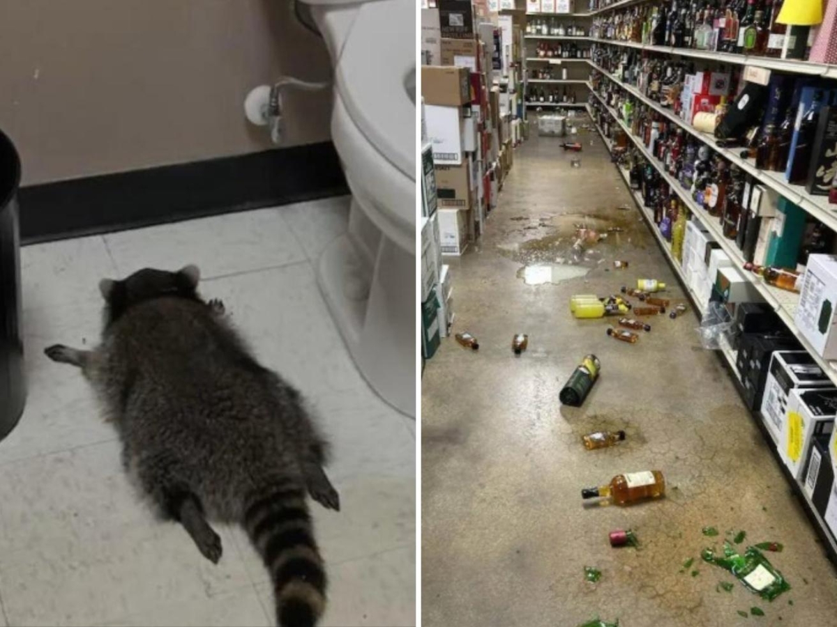 Il procione entra di notte nel negozio di liquori e si ubriaca. Trovato svenuto nel bagno. Ma ora sta bene