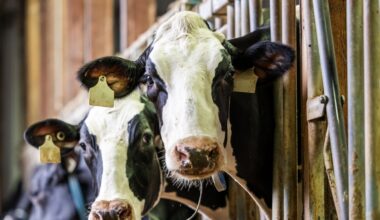 Latte, il prezzo pagato agli allevatori crolla a 47,9 centesimi al litro: ma cosa cambia per i consumatori?