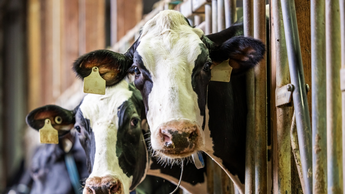 Latte, il prezzo pagato agli allevatori crolla a 47,9 centesimi al litro: ma cosa cambia per i consumatori?