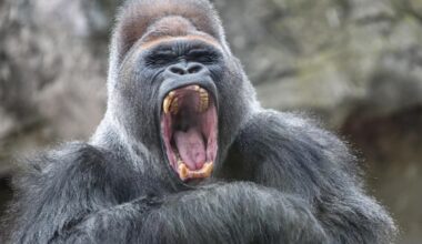 Dai primati all’uomo: perché il «maschio alfa» non è una legge di natura