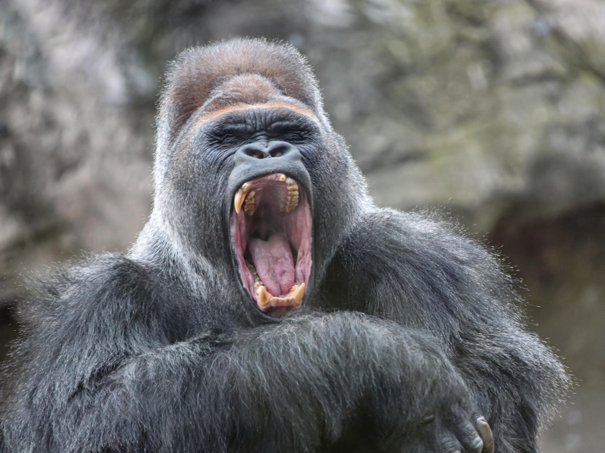 Dai primati all’uomo: perché il «maschio alfa» non è una legge di natura