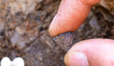 L'uomo ha scoperto il fuoco molto prima di quello che pensavamo