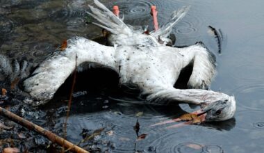 Influenza aviaria, l'alert dell'Efsa: attesi nuovi focolai durante l'inverno in tutta Europa